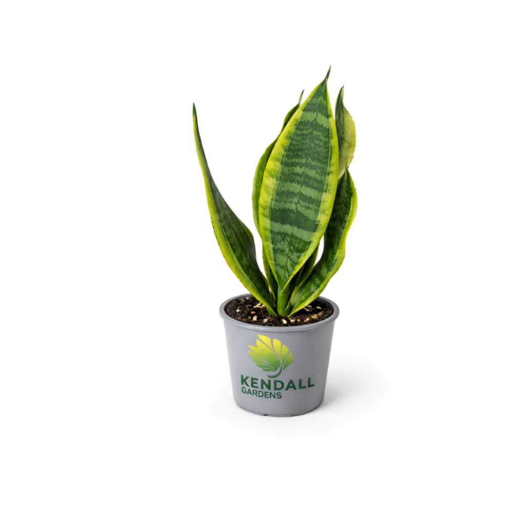  نبات جلد النمر هولندي