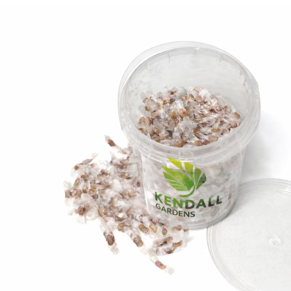  بذور تابوبيا