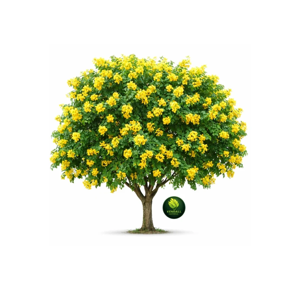 أكاسيا جلوكا