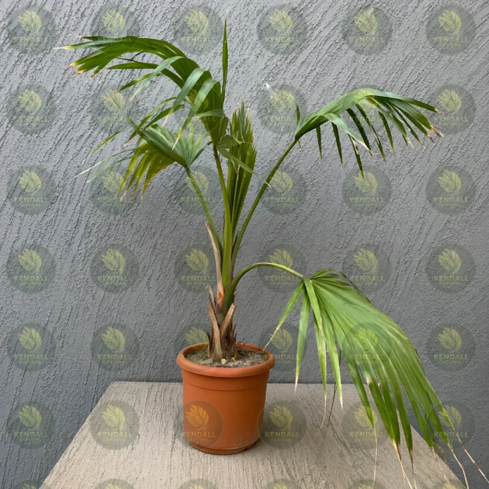 نخل واشنطني