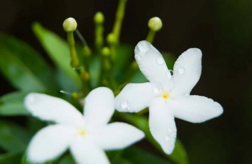 جردينيا مروحة