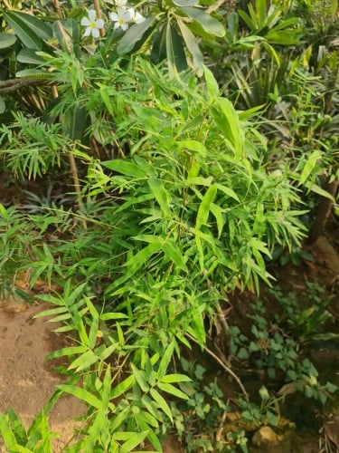 سنبلي الورق Phyllostachys Aurea