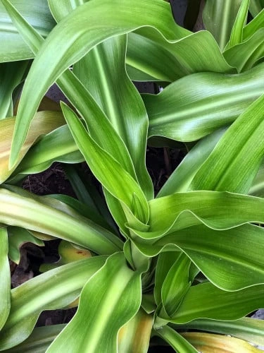 صبار ايطالي - كرينيم