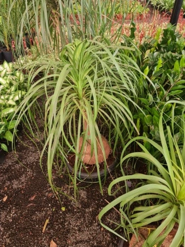  نخيل قدم الفيل Beaucarnea Recurvata 