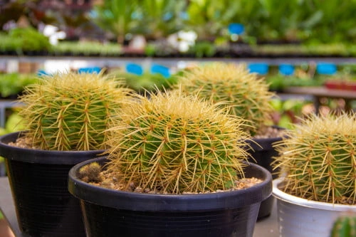 صبار البرميل