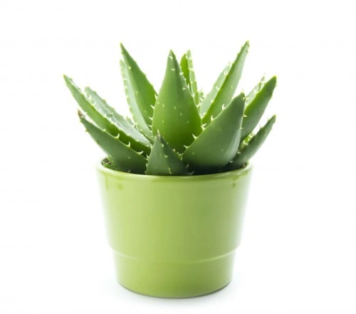 صبار الفيرا - Aloe vera