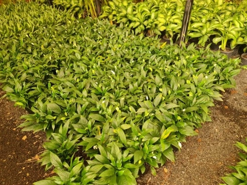  زنبق السلام 