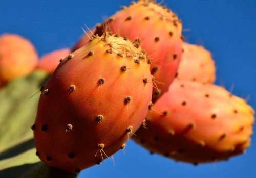 تين شوكي - opuntia ficus