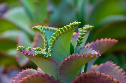 القبعة المكسيكية - kalanchoe daigremontiana