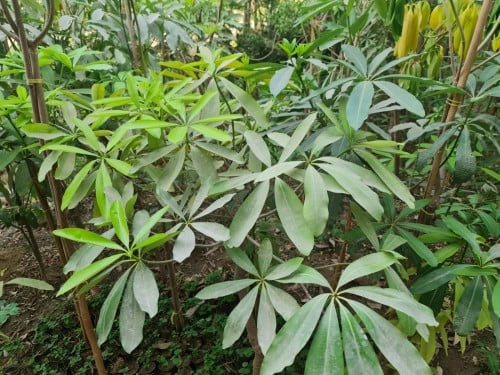 شجرة السبورة Al Stonia Scholaris