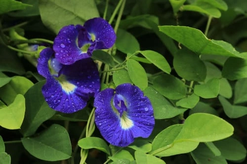 الشاي الازرق - اليسمين الازرق - clitoria ternatea