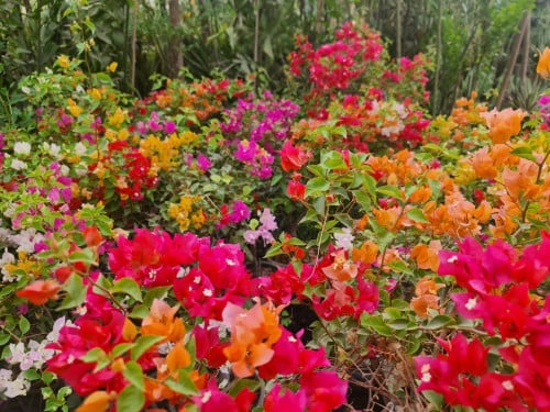 جهنمية - مجنونة تايلندي 4 لون