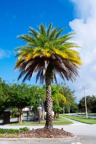 نخيل - برحي - رتانة