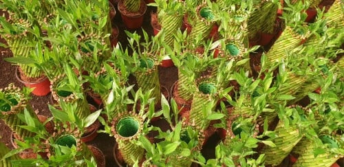 بمبو تايلندي ملفوف