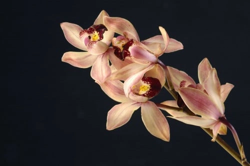 شجرة الاوركيد Buhinia Purpurea Orchid