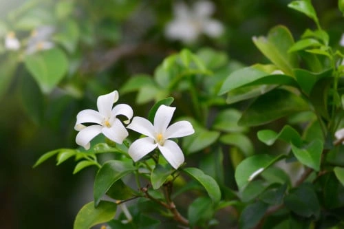 مرايا عطرية