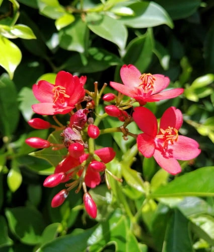 جترفيا مزهر طوال السنة