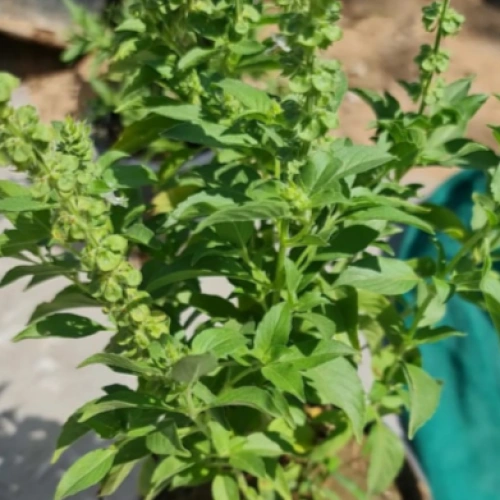 الريحان الملكي مطعم مع ليمون Ocimum Basilicum
