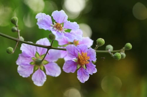 تمر حنة فرنسي