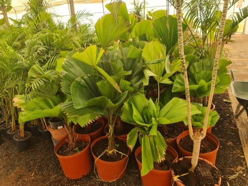 نخيل المروحة الصينية Livistona chinensis