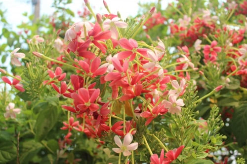 ياسمين احمر متسلق (كشميري)