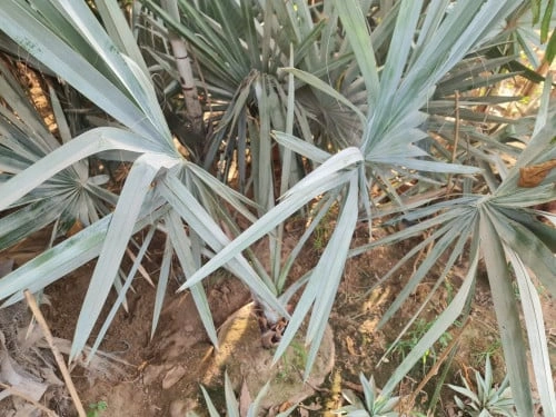 برهية Brahea Armata