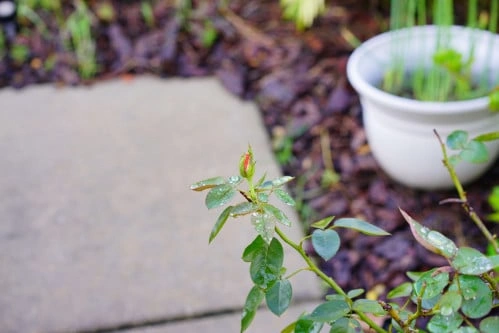 ورد جوري بلدي