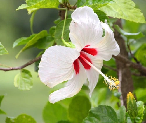 حبسكس الوان متعدده