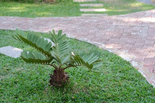 زاميا خارجي