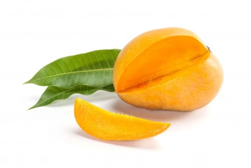 منجو جازاني