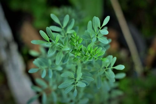 شذاب - Ruta Graveolens