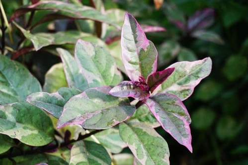 Graptophyllum pictum كركتير