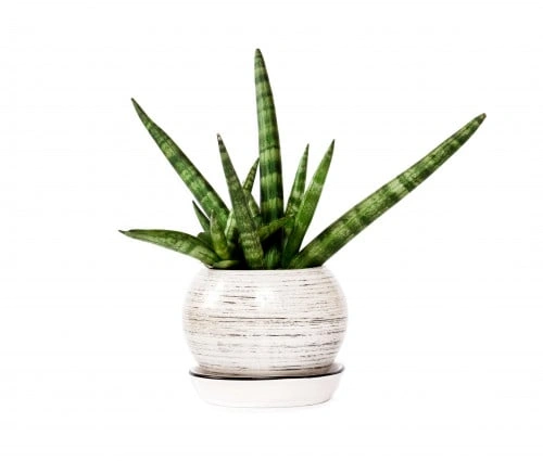 Sansevieria صبار هولندي