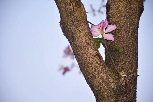 بوهينية Bauhinia Purpurea