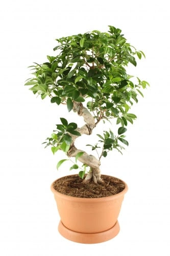 فيكس ميكروكربا ficus micro carpa