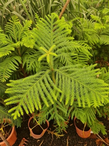 اروكاريا متغايرة الاوراق