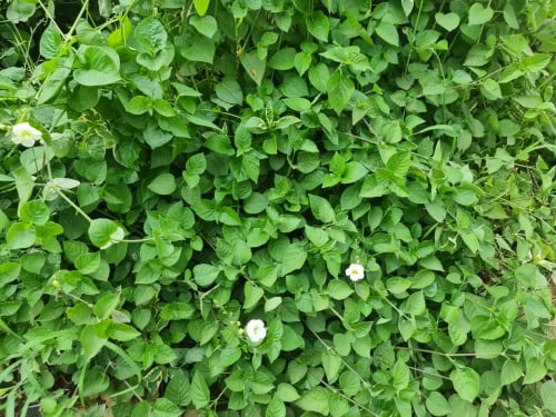 بنفسج صيني Asystasia Gangetica