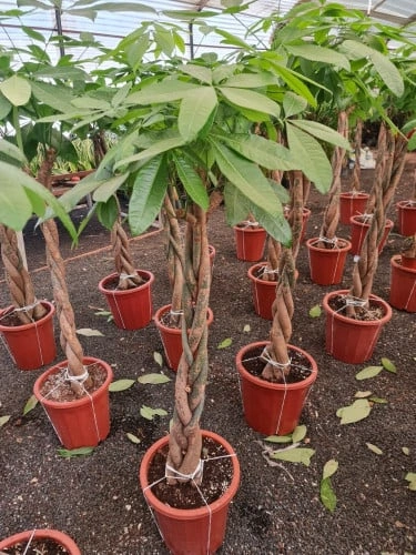 باشيرا Pachira aquatica