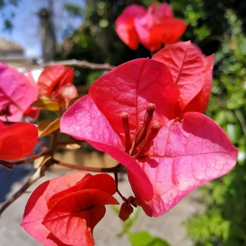 شجرة الجهنمية (المجنونة) المتسلقة