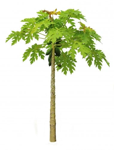 باببيا - papaya