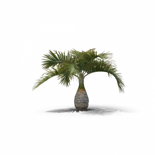 نخيل مسكرينا (القارورة)