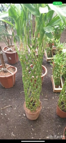 بمبو تايلندي مشبك كبير