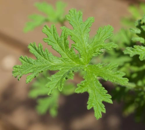 العطره - Pelargonium graveolens