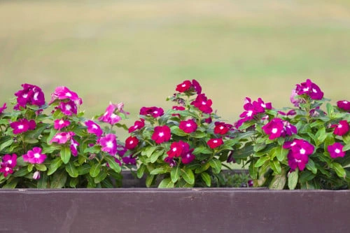 بفتة هولندي متعدد الالوان