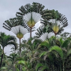 الموز الكاذب