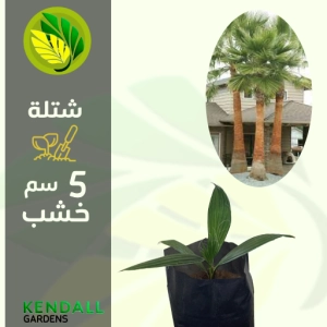  شتله نخيل واشنطني 