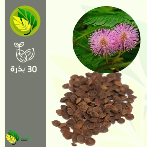 ميموزا بوديكا