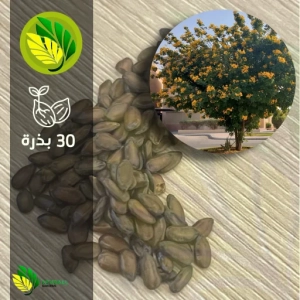 بذور أكاسيا جلوكا