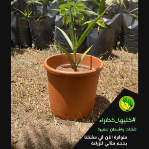 نخل واشنطن
