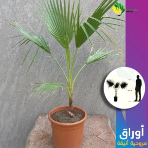 نخل واشنطني
